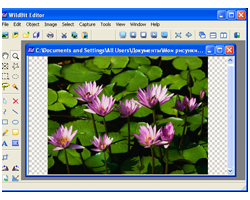 WildBit Viewer
